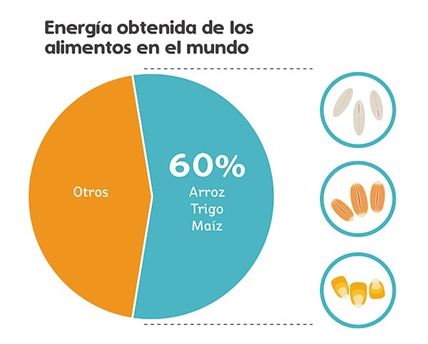 Energía obtenida de los alimentos en el mundo Energía obtenida de los alimentos en el mundo
