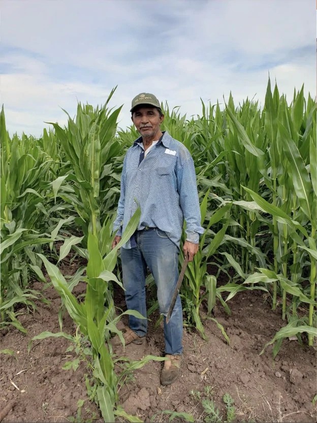 Alianza con los pequeños y medianos productores de maíz amarillo en el país