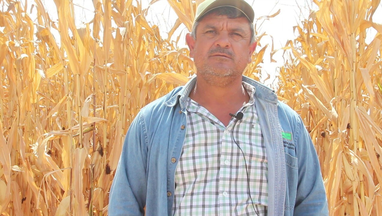 Productores de maíz